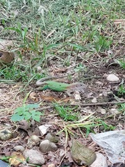 Ameiva