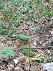 Ameiva
