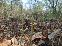 Phlebodium araneosum