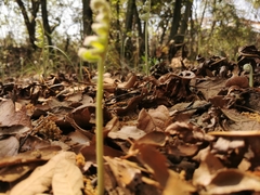 Phlebodium araneosum