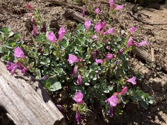 Penstemon rupicola