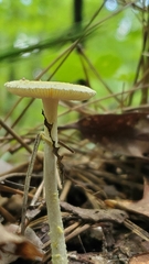 Amanita levistriata