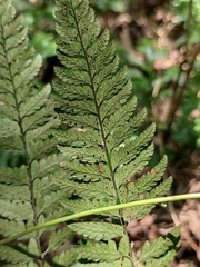 Microlepia strigosa