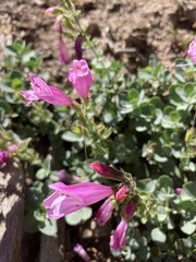 Penstemon rupicola
