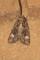Aseptis binotata