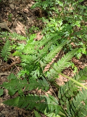 Microlepia strigosa