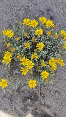Senecio procumbens