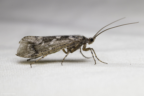 iNaturalist observation photo of Lenarchus