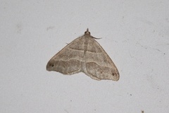 Macaria lorquinaria