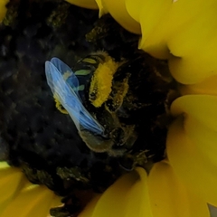 Perdita albipennis