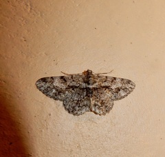 Psilalcis breta breta