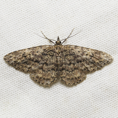 Mycterophora rubricans