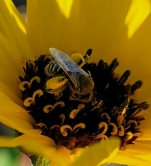 Perdita albipennis
