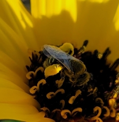 Perdita albipennis