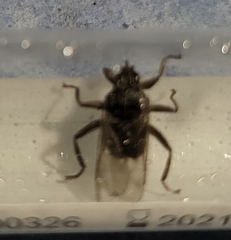 Pseudolynchia canariensis