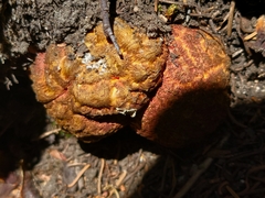 Gastroboletus amyloideus