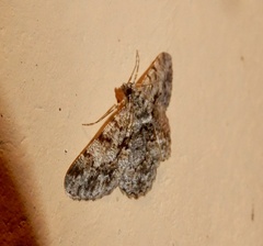 Psilalcis breta breta