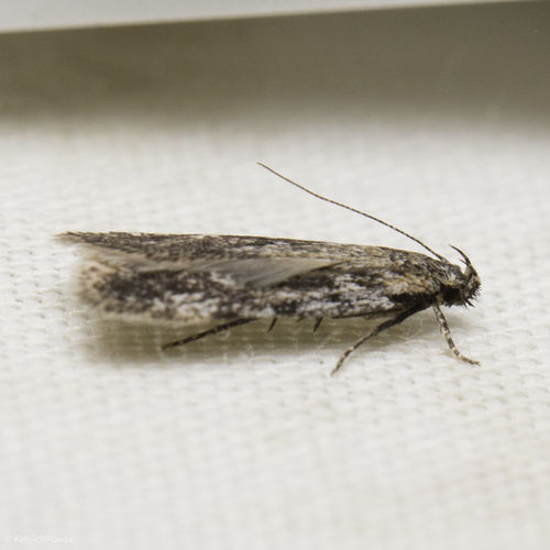 iNaturalist observation photo of Gelechiinae