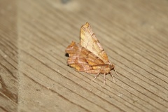 Selenia alciphearia