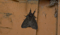 Dasychira grisefacta