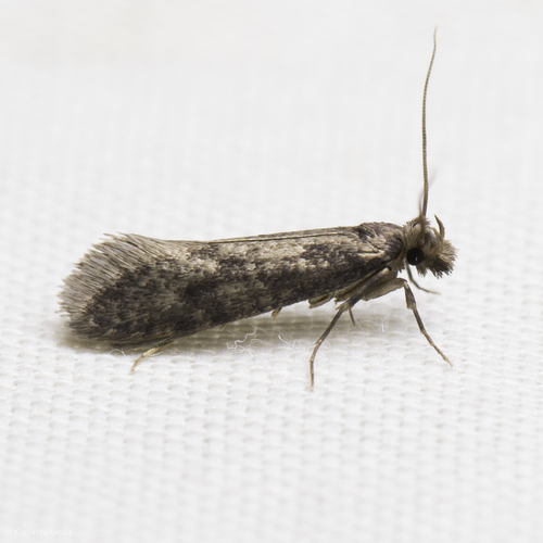 iNaturalist observation photo of Fungus Moths, Clothes Moths, & Allies