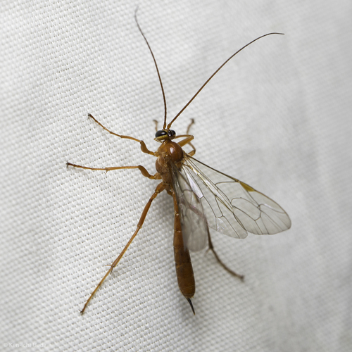 iNaturalist observation photo of Netelia