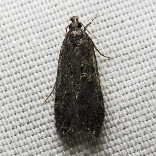 iNaturalist observation photo of Twirler Moths