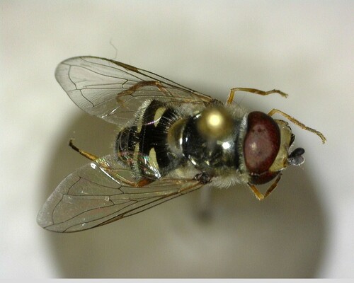 iNaturalist observation photo of Large-tailed Aphideater