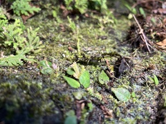 Trachyzulpha formosana