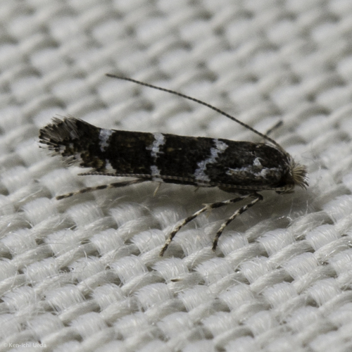iNaturalist observation photo of Butterflies and Moths