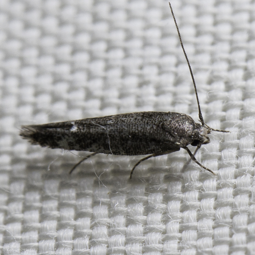 iNaturalist observation photo of Curved-horn Moths