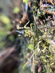 Trachyzulpha formosana