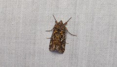 Syngrapha alias