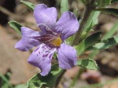 Dyschoriste linearis