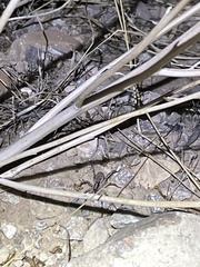Hogna coloradensis