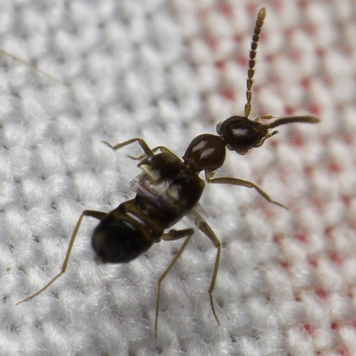 iNaturalist observation photo of Myrmecocephalus