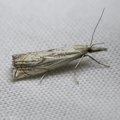 iNaturalist observation photo of Crambid Snout Moths