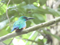 Jacamerops aureus