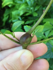 Procecidochares utilis