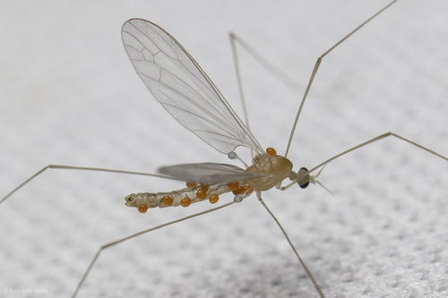 iNaturalist observation photo of Antocha monticola