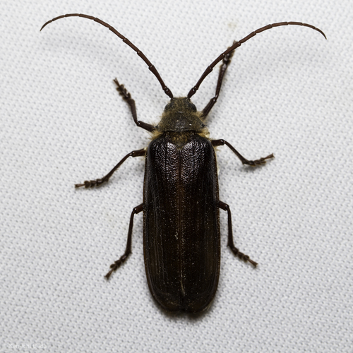 iNaturalist observation photo of Hairy Pine Borer