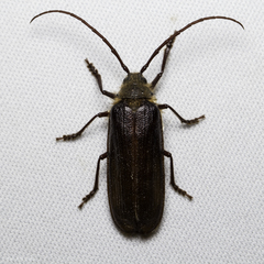 Tragosoma harrisii