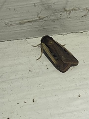 Ochropleura implecta