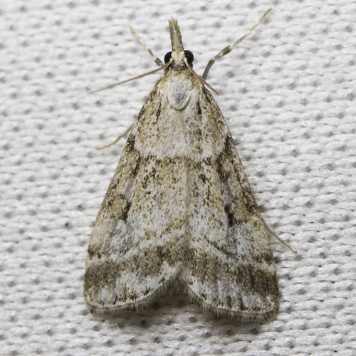 iNaturalist observation photo of Crambid Snout Moths