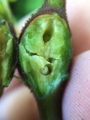 Procecidochares utilis