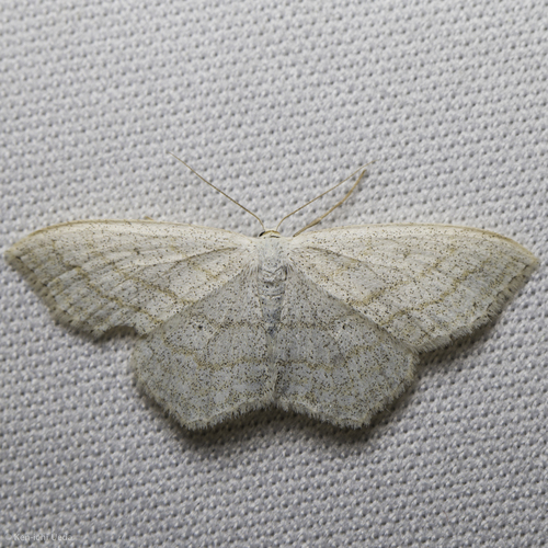 iNaturalist observation photo of Scopula