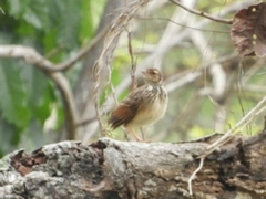 Mirafra erythrocephala