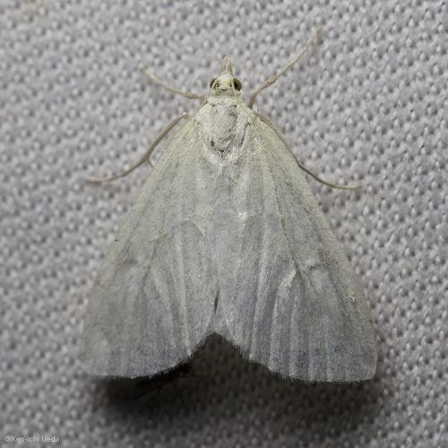 iNaturalist observation photo of Crambid Snout Moths