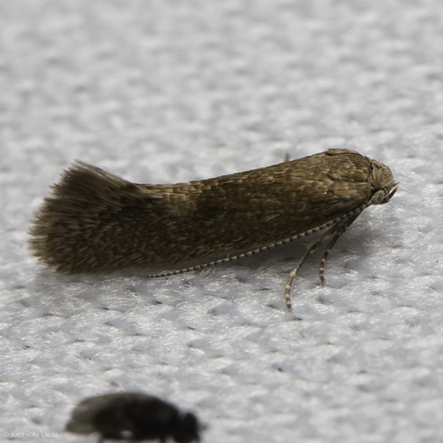 iNaturalist observation photo of Butterflies and Moths