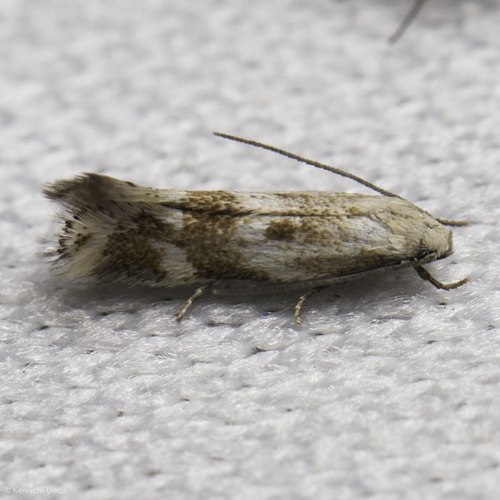 iNaturalist observation photo of Butterflies and Moths